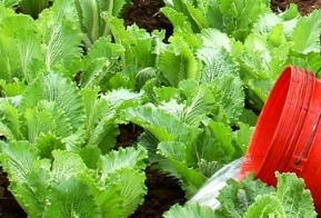 硅肥有“一箭双雕”之效