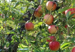 硅肥应该在什么时候使用? 使用时需要注意什么